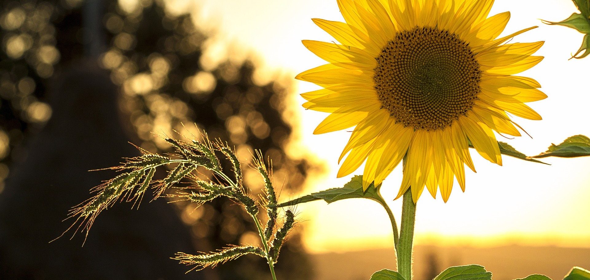 Flowers in memory