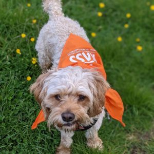 Dog in bandana - Participant photo Walk Your AS Off 2021