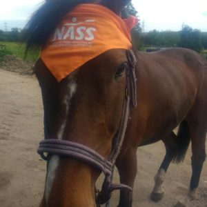 Horse in NASS bandana